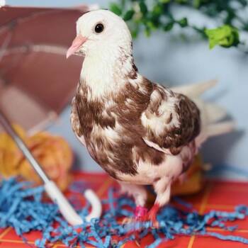 Twist Cone -  Pigeon Bird for Adoption in Chicago, Illinois - Twist Cone | PetCurious