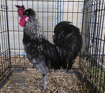 ROCCO -  Chicken Bird for Adoption in San Antonio, Texas - ROCCO | PetCurious