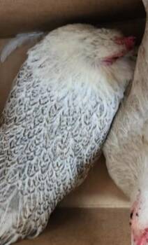 1-2 -  Chicken Bird for Adoption in San Antonio, Texas - 1-2 | PetCurious