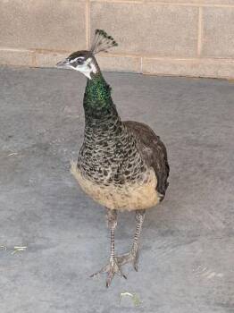 Peacock Peafowl Birds Available for Adoption in Las Vegas, Nevada - GERTIE | PetCurious