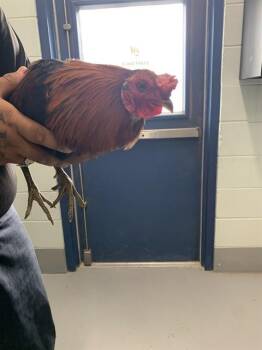 Chicken Birds Available for Adoption in Corpus Christi, Texas - ROOSTER 2 | PetCurious