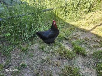 Chicken Birds Available for Adoption in Santa Cruz, California - CHAPPELL* | PetCurious