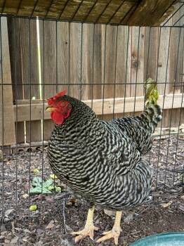 2 Hens -  Chicken Bird for Adoption in Bulverde, Texas - 2 Hens | PetCurious