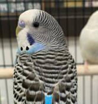 Parakeet Birds Available for Adoption in Bedford Hills, New York - Pip Is The MOST Precious! | PetCurious