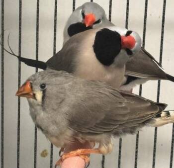 Mary -  Finch Bird for Adoption in New Hope, Pennsylvania - Mary | PetCurious