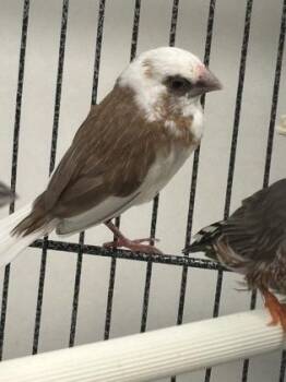 John -  Finch Bird for Adoption in New Hope, Pennsylvania - John | PetCurious