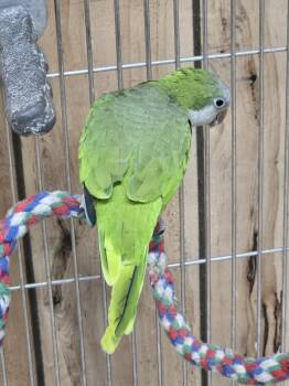 Ivan -  Quaker Parakeet Bird for Adoption in Inverness, Florida - Ivan | PetCurious