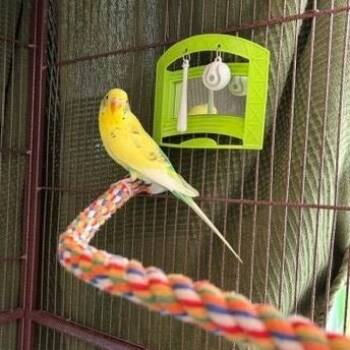 Tweet -  Budgie Budgerigar Bird for Adoption in New Westminster, British Columbia - Tweet | PetCurious