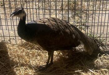 Gloria -  Peacock Peafowl Bird for Adoption in Salinas, California - Gloria | PetCurious