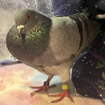 Pigeon Birds Available for Adoption in Chicago, Illinois - Calvera | PetCurious