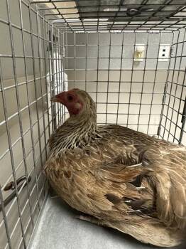 Chicken Birds Available for Adoption in Las Vegas, Nevada - CLAIRE | PetCurious