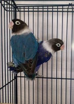 Lovebird Birds Available for Adoption in Pittsburgh, Pennsylvania - Elvis (Lighter Blue) | PetCurious