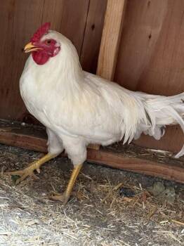 GOOSE -  Chicken Bird for Adoption in Pueblo, Colorado - GOOSE | PetCurious