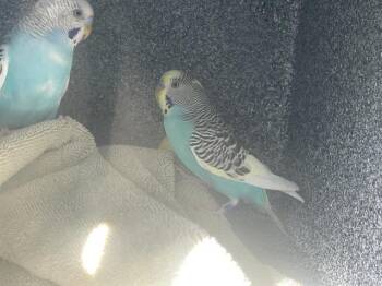 Parakeet Birds Available for Adoption - A527428 | PetCurious