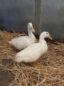 RIVER* -  Duck Bird for Adoption in Santa Cruz, California - RIVER* | PetCurious