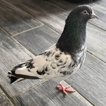 Checkers -  Pigeon Bird for Adoption in Chicago, Illinois - Checkers | PetCurious