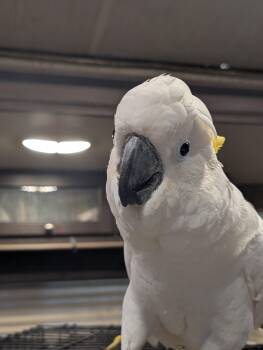 Upcoming Soon 18 YO Greater Sulfur Crested Cockatoo -  Cockatoo Bird for Adoption in Vancouver, Washington - Upcoming Soon 18 YO Greater Sulfur Crested Cockatoo | PetCurious