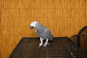 Tempie Male African Grey -  African Grey Bird for Adoption in Vancouver, Washington - Tempie Male African Grey | PetCurious