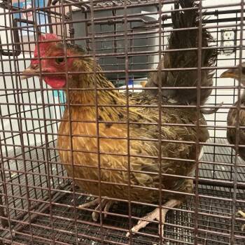Gloria* -  Chicken Bird for Adoption in San Gabriel, California - Gloria* | PetCurious