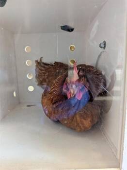 Chicken Birds Available for Adoption in Ontario, California - A008395 | PetCurious