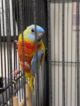 Gigi -  Budgie Budgerigar Bird for Adoption in Montreal, Quebec - Gigi | PetCurious