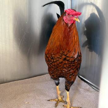 Finnegan* -  Chicken Bird for Adoption in San Gabriel, California - Finnegan* | PetCurious