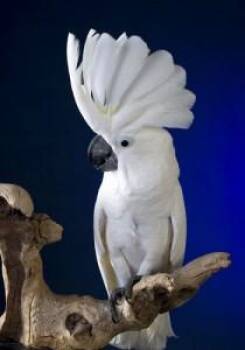 Moppet 32 YO F Umbrella Cockatoo -  Cockatoo Bird for Adoption in Vancouver, Washington - Moppet 32 YO F Umbrella Cockatoo | PetCurious