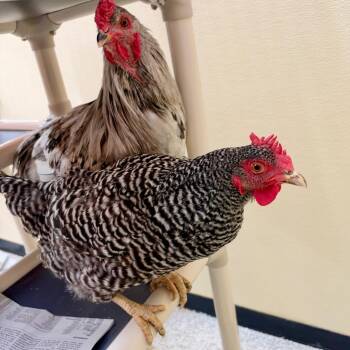 MILO-Stray-chicken2 -  Chicken Bird for Adoption in Richmond, California - MILO-Stray-chicken2 | PetCurious
