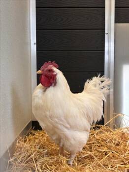 Chicken Birds Available for Adoption in Loveland, Colorado - HEATH | PetCurious