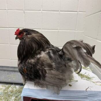PIERRE -  Chicken Bird for Adoption in Omaha, Nebraska - PIERRE | PetCurious