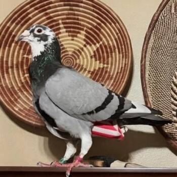 Pidgey Widgey -  Pigeon Bird for Adoption in Chicago, Illinois - Pidgey Widgey | PetCurious