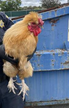Chicken Birds Available for Adoption in Martinez, California - A1048132 | PetCurious