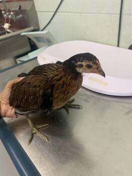 Chicken Birds Available for Adoption in Corpus Christi, Texas - SAGE | PetCurious