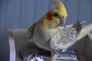 Marbel -  Cockatiel Bird for Adoption in South Bend, Indiana - Marbel | PetCurious