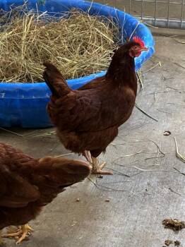 DEBORAH -  Chicken Bird for Adoption in Union, Missouri - DEBORAH | PetCurious