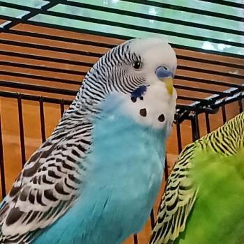 Zazu -  Parakeet Bird for Adoption in Grand Rapids, Minnesota - Zazu | PetCurious