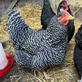 Chicken Birds Available for Adoption - Conchita | PetCurious