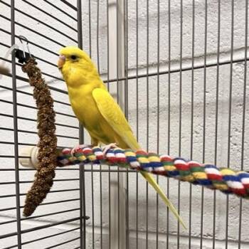 Parakeet #7 -  Parakeet Bird for Adoption in Wheaton, Illinois - Parakeet #7 | PetCurious