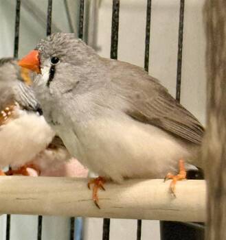 Finch Birds Available for Adoption in Boston, Massachusetts - GINGER | PetCurious
