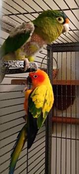 Conure Birds Available for Adoption in Pittsburgh, Pennsylvania - Day (Sun Conure | PetCurious