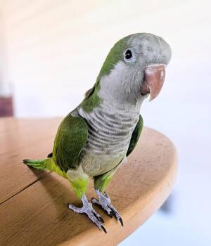 Quaker Parakeet Birds Available for Adoption - Cuddles | PetCurious