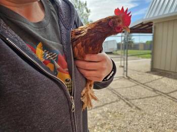 Chicken Birds Available for Adoption in Pueblo, Colorado - GEORGE | PetCurious