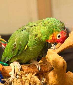 Amazon Birds Available for Adoption - Max | PetCurious