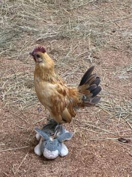 RYE -  Chicken Bird Available for Adoption in Union, Missouri - RYE | PetCurious