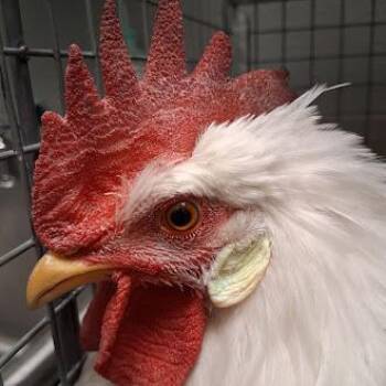 CLYDE -  Chicken Bird for Adoption in Las Vegas, Nevada - CLYDE | PetCurious