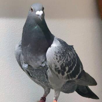 Pigeon Birds Available for Adoption in Chicago, Illinois - Dipty | PetCurious