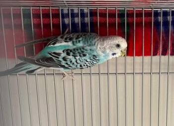 Marshmello -  Budgie Budgerigar Bird for Adoption in Fairfax, Virginia - Marshmello | PetCurious