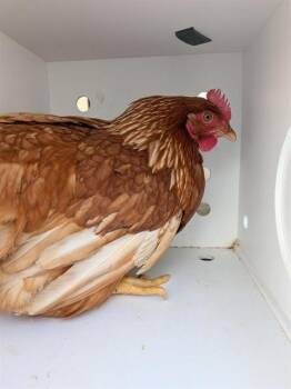 Chicken Birds Available for Adoption in Ontario, California - A008379 | PetCurious