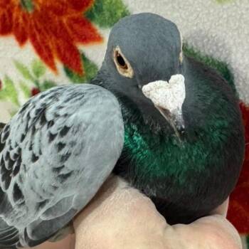 Raiden -  Pigeon Bird Available for Adoption in Chicago, Illinois - Raiden | PetCurious