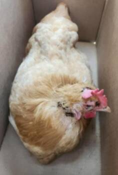 1-5 -  Chicken Bird for Adoption in San Antonio, Texas - 1-5 | PetCurious